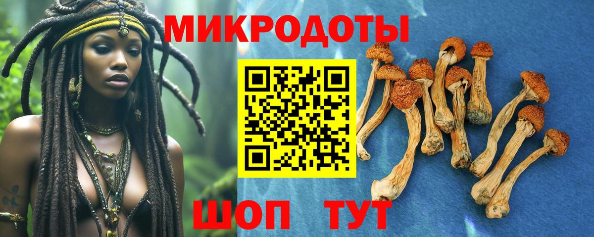 Псилоцибиновые грибы Psilocybine cubensis Воронеж